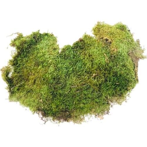 Grass Rock Moss Real Plant Does Not Fade Does Not Deteriorate Terrarium decoration artificial flower искусственный цветок