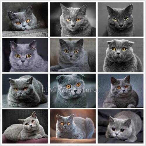 5D DIY Diamond Painting Cat Scotland Fold British Shorthair Diamond Mosaic Animal Embroidery Cross Stitch Kits Home Decor Gift
