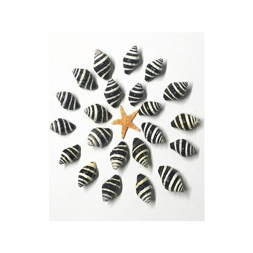 Black and white striped conch Small conch jewelry Micro landscape decoration Jewelry accessories Natural conch Shells Starfish