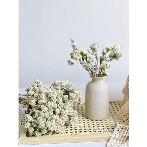 Dried Little Star Flower Home Decor Preservd Artificial Flowers Living Indie Room Decoration DIY ForGift Wedding Party Christmas