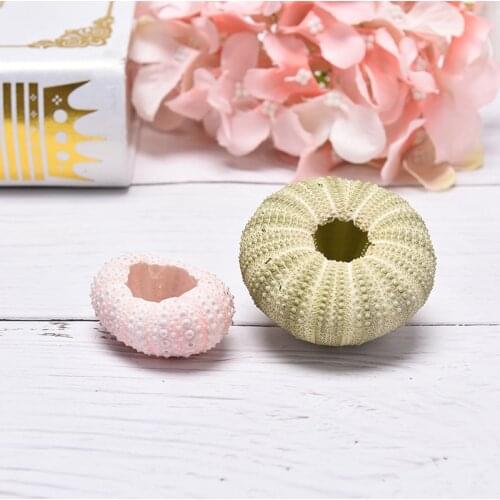 Natural Sea Urchin Handicraft Home Decoration Crafts Crafts Flower Pots DIY