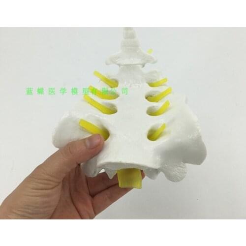 Models of the sacrum and sternococcyx spine Sternococcygeal model free shipping