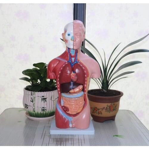 ISO 42CM Male Torso 13 Parts,Male Organ Anatomical Model 13 Parts,Anatomy Male Torso Model