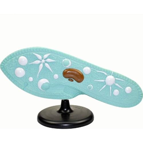 Paramecium Model High School Biology Demonstration AIDS Science and Education Instrument Educational Equipment Supplier