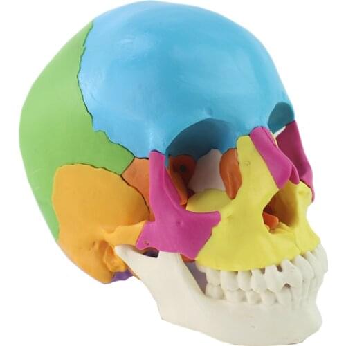22 Parts 1:1 Lifesize Disassembled Skull Head Anatomy Model Medical Anatomy Model Dropshipping