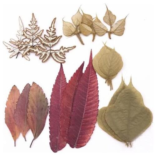 18pcs Mixed Pressed Dried Leaves Leaf Plant Herbarium For Jewelry Phone Case Photo Frame Bookmark Craft DIY Making