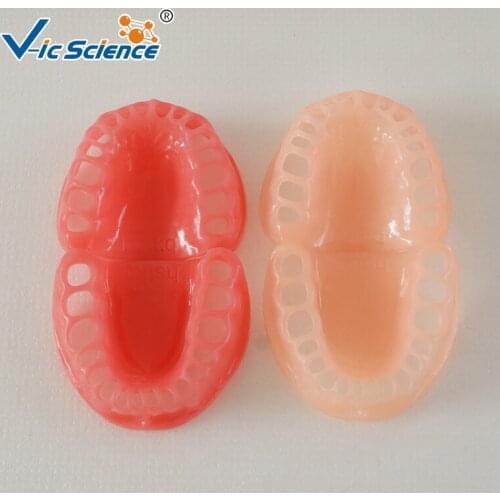 Sofe gingiva models three color for choose