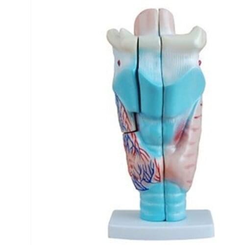Laryngeal anatomy model Students understand the shape and structure of the respiratory tract and pronunciation organs