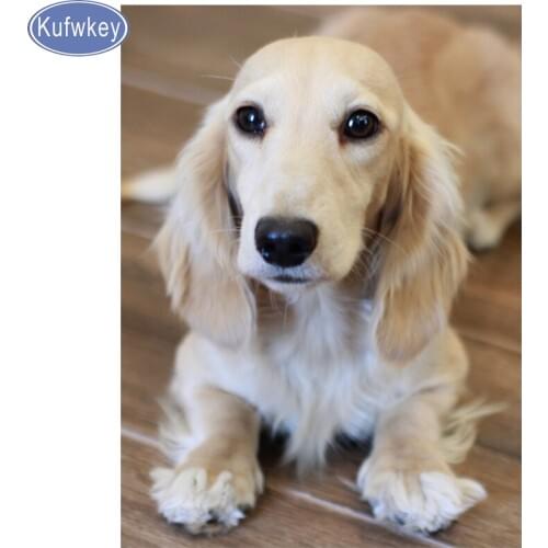 5D Diamond Painting English Cream Dachshunds dog DIY Diamond Embroidery Animal square rhinestones Home Decor Christmas gift