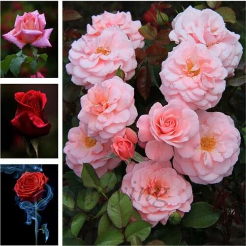 5d Diy Diamond Painting Flower Diamond Mosaic Rose Flower Diamond Embroidery Cross Stitch Needlework Home Wall Decoration