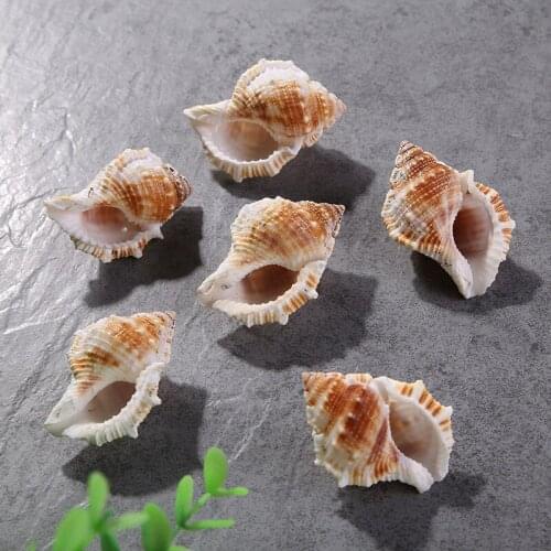 1PC Marine Natural Short Spiny Conch Mediterranean Ocean Shell Decorative Fish Tank Aquarium Ornaments Home Decorations