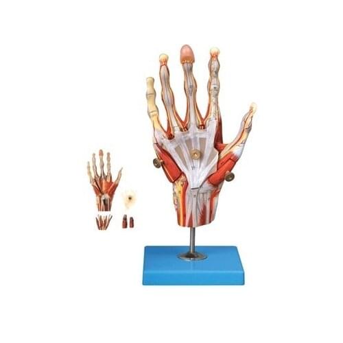 Hand muscle attached vascular nerve model palm anatomical model hand muscle vascular model hand bone model