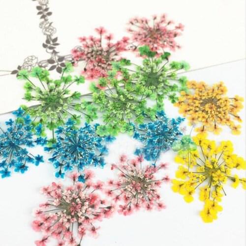 60pcs Pressed Dried Absorb Dyed Ammi Majus Flower Plants Herbarium For Jewelry Postcard Phone Case Photo Frame Bookmark DIY