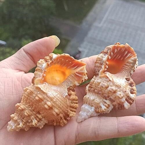 Natural Sea Shells Beach Shell Conch Shells Sea Snail Fish Tank Hermit Crab Carapace Home Decor Ornament Party Gift Crafts