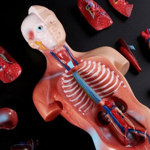 Human Torso Body Model Anatomy Anatomical Internal Organs For Teaching girls love