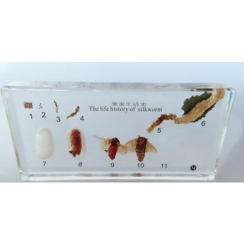 Silkworm Growth Development Embedded Specimen Real Insect Growth History Specimen Model Biological Entomology Teaching Aids