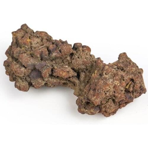 1pcs Natural Dinosaur Poop Stone Rare Coprolite Dinosaur Excrement Dung Stone Specimen Collectibles Science Teaching Display