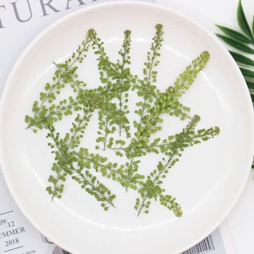 Nature Pressed leaves Real Lepidium Adiantum Plant for DIY Art Craft Bookmark Wedding Invitation Gift Decoration Candle Resin