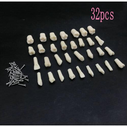 28pcs/32pcs High Quality Resin Simulation Tooth Grain Dental Model For Dentist Exam Preparation Teaching