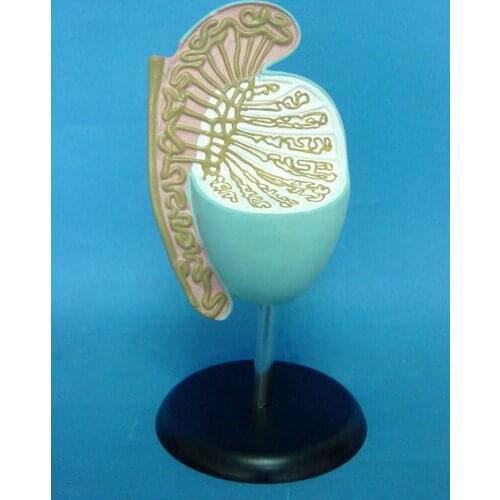 Male genital anatomical model testis Prostate structure teaching model