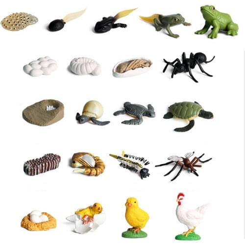 Small Mini Wild Animals Frogs Model Simulation Hatchery Tadpole Growing Cycle Action Figures Learning Educational Kids Toy