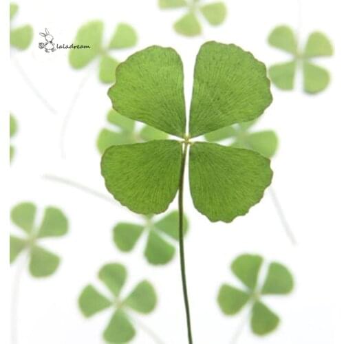 10pcs/lot Four Leaf Clover Specimen Dried Flower Accessories for DIY Candle Making