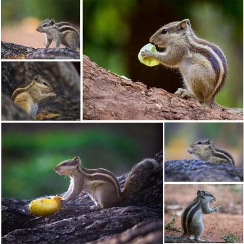 Natural Cute Little Squirrel 5D Diy Full Square and Round Diamond Painting Embroidery Cross Stitch Kits Wall Art Home Decor