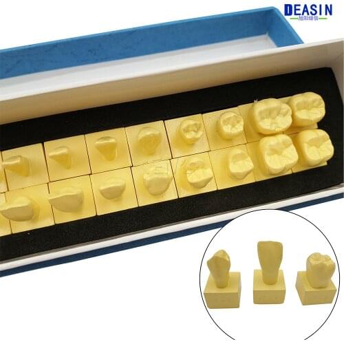 Good Quality 2016 1:1 Permanent Teeth Model With Base dental tooth teeth dentist dentistry anatomical anatomy model