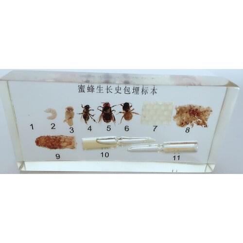 Honeybee Growth History Embedded Specimens Real Insect Development Process Specimen Biological Entomology Teaching Aids