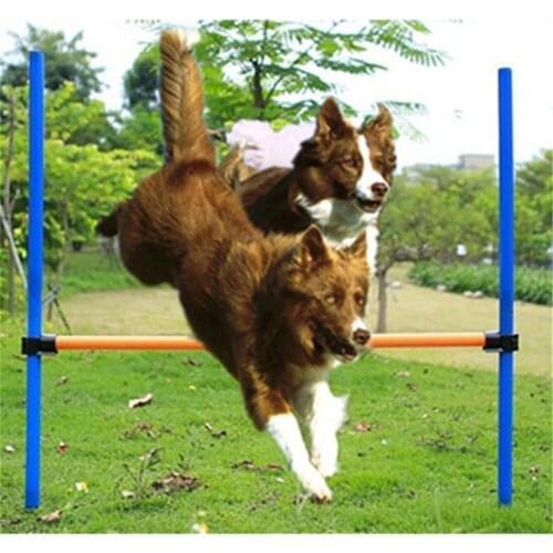 Dog Agility Obstacle Course Training Dog Agility Obstacle Course Training Outdoor Sports Equipment For Pets Dogs