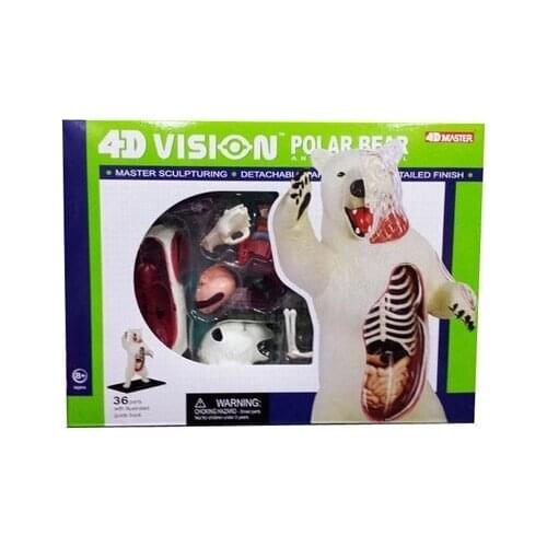 4D Master assembled anatomy animal polar bear polar bear animal model medical use free shipping