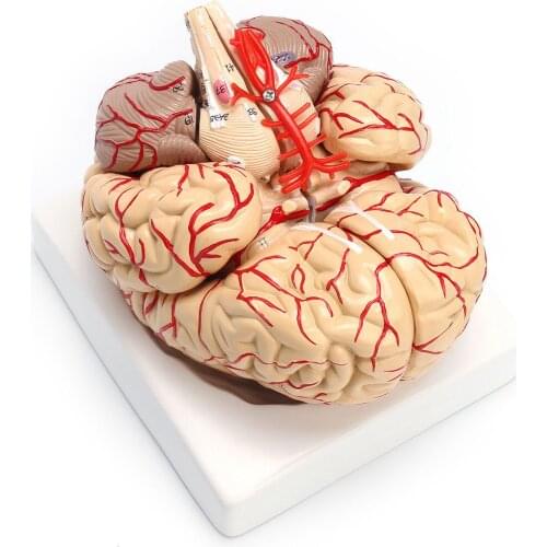 1: 1 Life Size Human Anatomical Brain Pro Dissection Medical Organ Teaching Model