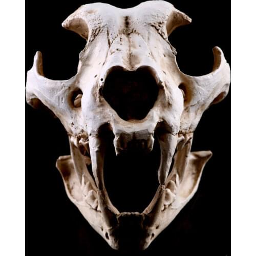 Realistic Dog Canine Skull Head Resin Model Teaching Skeleton White
