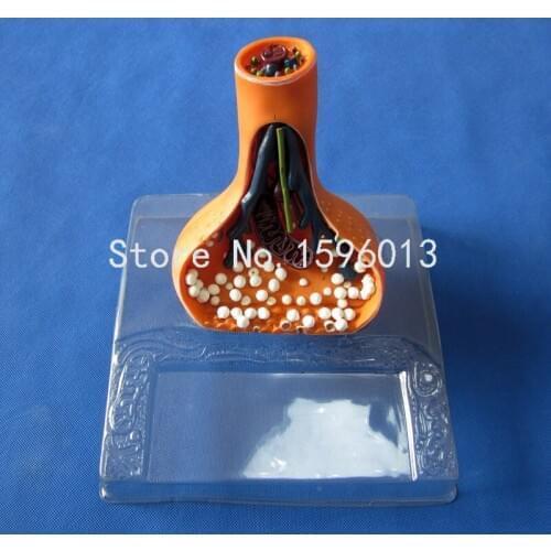 Nerve endings synapse model ,Spinal Cord In The Spinal Canal Model