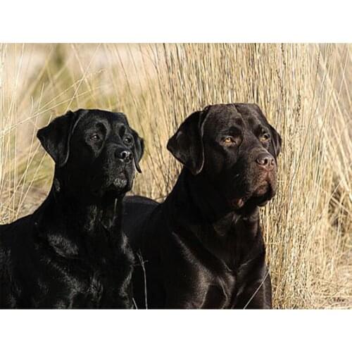 New product 5D Diamond Painting Labrador dog Picture Of Rhinestones DIY Embroidery Landscape Mosaic Christmas home Decor E1518