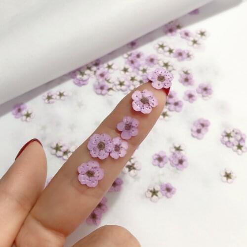 100 pieces of Manicure dry flower escort small plum DIY drop gel mobile phone case photo face decal material package