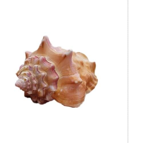 Natural Big Sea Conch Large Shell Carmine Rose Snail Fish Tank Coral Landscaping Gift Birthday Gift Conch Specimen home decor