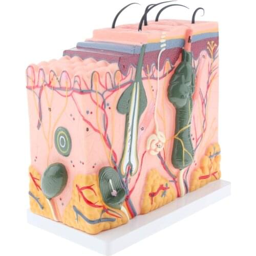 Magnified 3D Human Skin Model Simulation Medical Anatomical Model for School Teaching Tool Learning Display Lab Supplies
