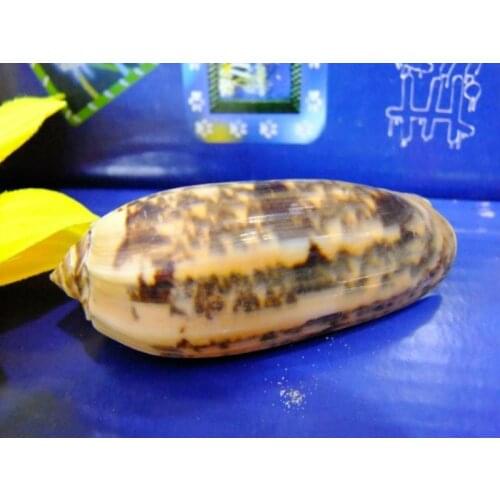 Natural conch shell 5-6 cm specimens Mediterranean fish tank home decoration starfish decoration mini seashells shells aquarium