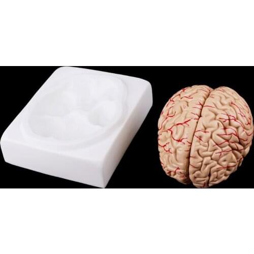 TINGE Anatomical Models
