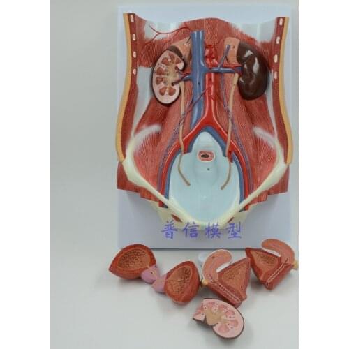 Free shipping&the urinary system model for males and females interchangeable ,abdominal wall, kidney \ bladder section plane