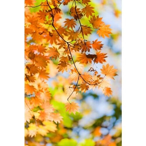 Free shipping natural sceinc photography backdrops , Autumn vinyl baby children photo background