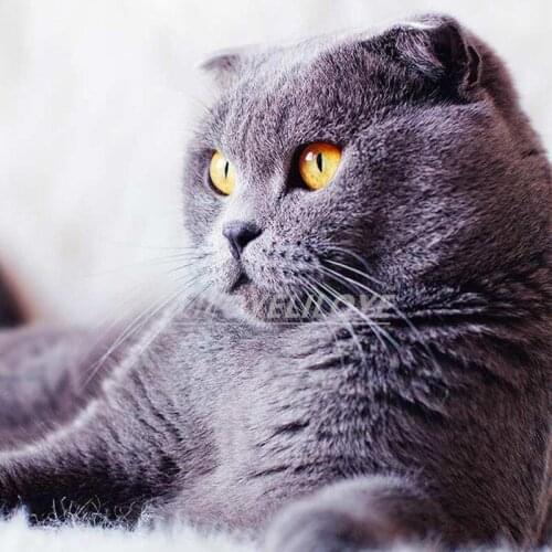 New 5D DIY Daimond Painting cat 3D Diamond Painting Full Round Cute blue cat Rhinestone Daimond Embroidery Sale Decor art FG1275