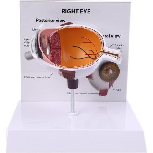 Human Right Eye Eyeball Model Cross Section Anatomical Glaucoma Display Study Teaching Tool anatomical skull and brain