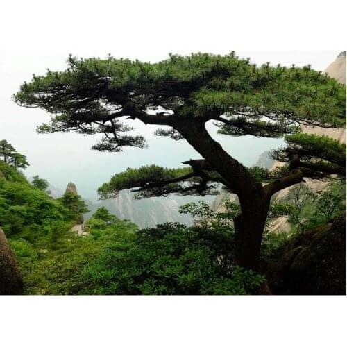 Full diamond painting pine tree scenery rhinestone embroidery landscape mosaic sticker decor diamond dots poster wall paper diy