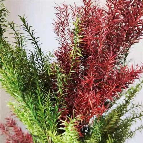 80g/25-40cm,Natural Preserved Melaleuca Display Dried Flowers Bouquet,Eternal Decorative Grass for Wedding Party Home Decoration