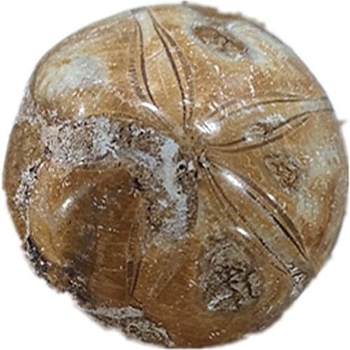4.5-5cm Natural Starfish Fossil Stones And Minerals Specimen Crystal Craft Reiki Gifts For Collection