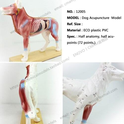CMAM/12005 Dog Acupuncture , Plastic Animal Teaching Anatomical Model
