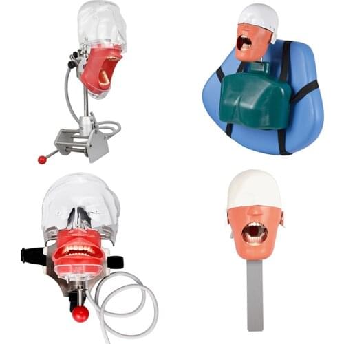 Dental Simulator Manikin Phantom For Dentistry Teaching Pratice Learning Students Training Model