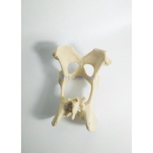 Canine/Dog Scientific Pelvis Skeleton Model Veterinary Education and Practice use